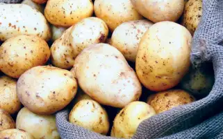 استيراد 139.5 ألف طن تقاوي بطاطس من مناشئ أوروبية