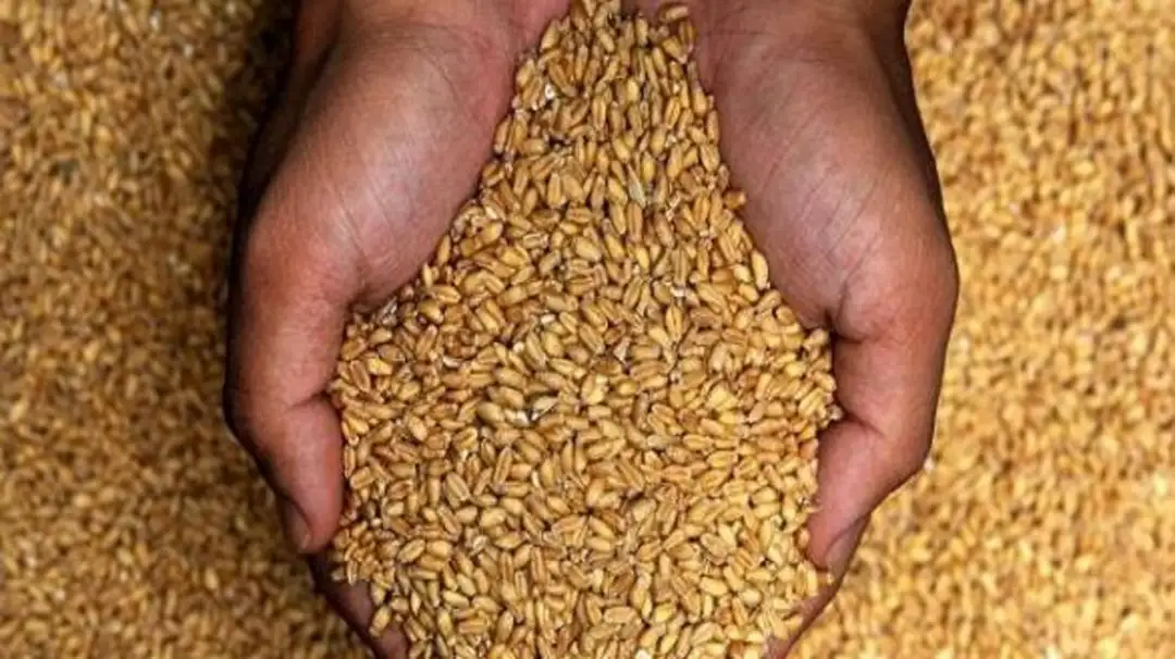 الحرب المحتملة بين روسيا وأوكرانيا تهدد 80% من واردات القمح لمصر