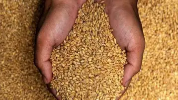 الحرب المحتملة بين روسيا وأوكرانيا تهدد 80% من واردات القمح لمصر