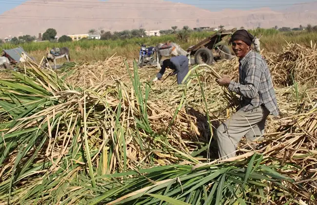 التموين: استلام 2.789 مليون طن قصب سكر محلي حتى الآن