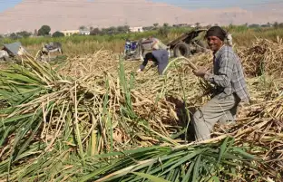 التموين: استلام 2.789 مليون طن قصب سكر محلي حتى الآن