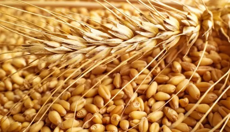 التجارة الداخلية: 54.5 % زيادة في أسعار القمح عالميًا خلال عام