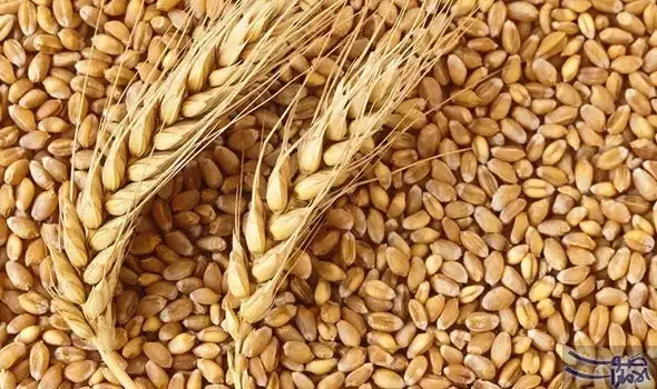 مصر : توقعات بحصول الحكومة على 6 ملايين طن قمح من المزارعين