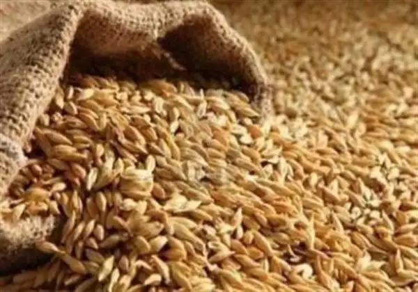 السعودية : الإعلان عن مناقصة لإستيراد 355 ألف طن من القمح
