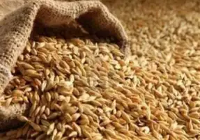 السعودية : الإعلان عن مناقصة لإستيراد 355 ألف طن من القمح