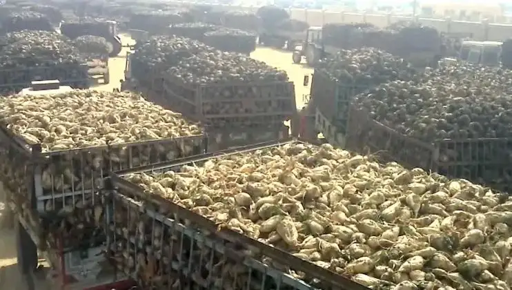 الهيئة الزراعية تطرح مناقصة للتأمين على واردات "بنجر السكر" من موانئ الاتحاد الأوروبي
