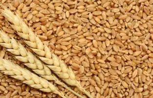 أمريكا: صادرات الذرة والقمح الأوكرانية ستنخفض بشكل أكبر بسبب الحرب