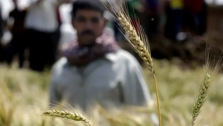الحكومة: لا صحة لتعقيد إجراءات توريد محصول القمح من المزارعين للموسم الحالى