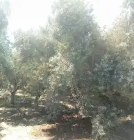 وزارة الزراعة تعاين حقول الزيتون في الجيزة