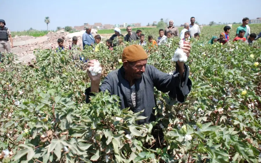 "لجنة تجارة القطن": %93 زيادة فى مساحات المحصول لعام 2022 حتى الآن