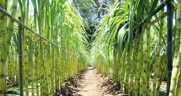 التموين: توريد أكثر من 7.1 مليون طن قصب سكر حتى الآن
