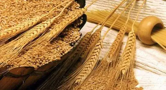 أسعار واردات القمح في كوريا الجنوبية تسجل أعلى مستوى لها خلال مارس الماضي