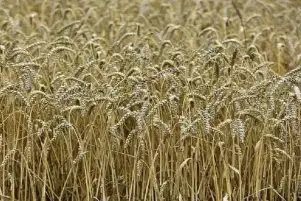 زراعة الجيزة: توريد 6.5 طن قمح حتى الآن
