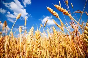 الزراعة: حصاد 200 ألف فدان قمح فقط حتى الآن.. وإنتاجية مُبشرة