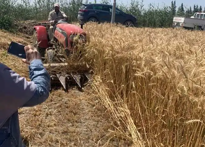 الزراعة تتابع حصاد وتوريد القمح في المحافظات خلال أيام العيد