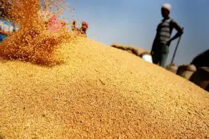التموين: فتح جميع مواقع استلام الاقماح المحلية للعمل بشكل منتظم
