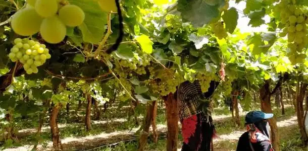 الزراعة تقدم توصيات لمزارعي الفاكهة والزيتون للتعامل مع تلقبات الطقس