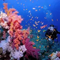 السياحة تمد وقف تراخيص مراكز الغوص والأنشطة البحرية لمدة 6 شهور جديدة
