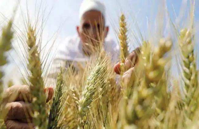 مدير مشروع مستقبل مصر: القمح المصري من أفضل أنواع القمح على مستوى العالم