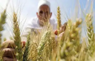 مدير مشروع مستقبل مصر: القمح المصري من أفضل أنواع القمح على مستوى العالم