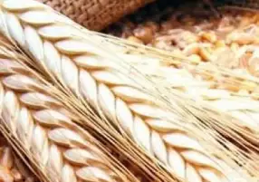 تجهيز تقاوى القمح المحسنة لـ مستقبل مصر الزراعي