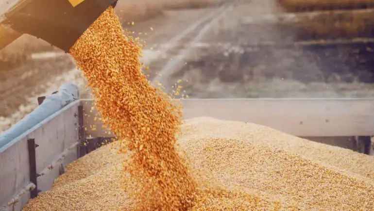 الكويت تسعى لإقناع الهند باستثنائها من حظر تصدير القمح