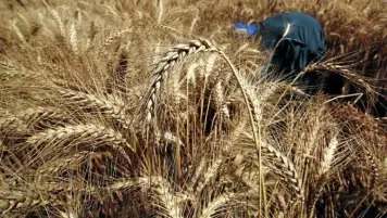 "جنوب الوادي للتنمية" تستهدف زراعة 6000 فدان قمح الموسم المقبل