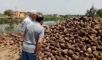 "الزراعة" تتابع توريد محصول البنجر لمصانع السكر بكفر الشيخ