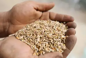 التموين: 4.2 مليون طن حجم توريد القمح حتى الآن