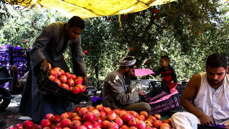 الصين تشترط اعتماد مزارع ومحطات الرمان المصرية لقبول صادراتها