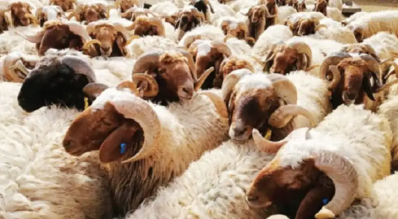 الأضحية.. لمن استطاع إليها سبيلًا