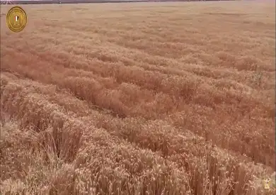 وزير الزراعة: مصر الأولى عالميا في إنتاج القمح الربيعي