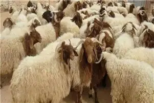 المتعافون من الإدمان يشاركون في ذبح الأضاحي بمراكز العزيمة