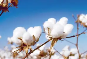 زراعة 107 الف فدان قطن بكفر الشيخ