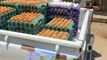 الطبق بـ58 جنيها.. مسؤول بالزراعة: ضخ كميات إضافية من بيض المائدة بأسعار مخفضة
