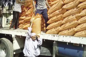 لأول مرة.. وصول سماد سلفات النشادر المدعم لمديرية زراعة جنوب سيناء