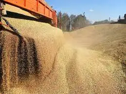 وزير الزراعة الألماني يؤكد ضرورة توسيع طرق تصدير الحبوب من أوكرانيا