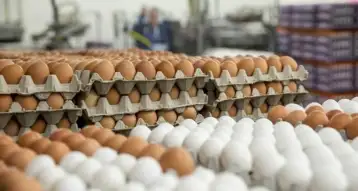 شعبة بيض المائدة: الطبق في المزرعة بـ55 جنيها ويشتريه المستهلك بـ65 جنيها
