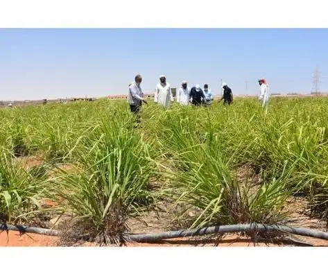 الزراعة: "بحوث الصحراء" ينفذ 75 مدرسة حقلية بقرى الوادي الجديد