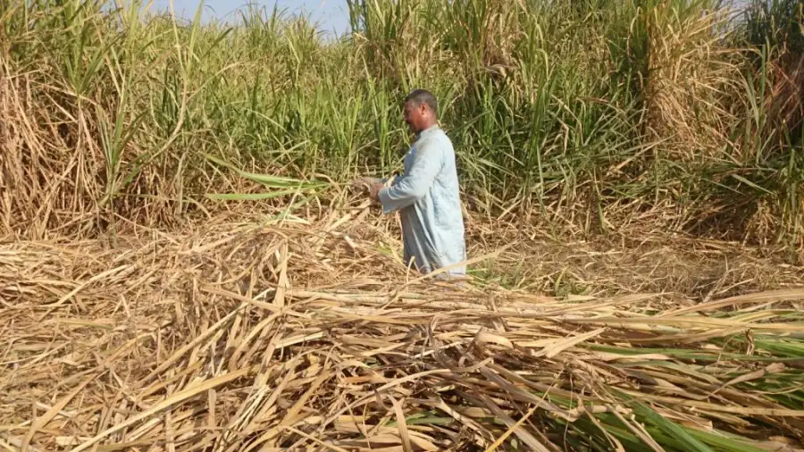نقابة الفلاحين تدعو البنك الزراعي لدعم مزارعي قصب السكر