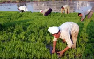 صناعة الحبوب: بدء توريد الأرز الشعير من المزارعين للتموين اعتبارا من الغد