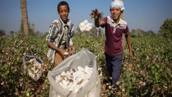 الإحصاء: زيادة تتجاوز الضعف في كمية الأقطان المصدرة في 2021