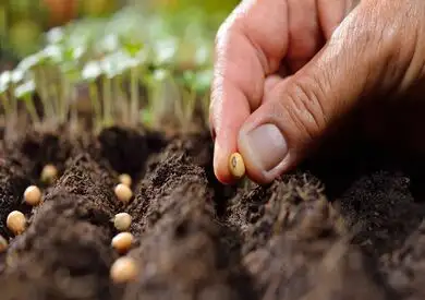 الزراعة تعلن تجديد اعتماد المعمل المركزى لفحص البذور من المنظمة الدولية ISTA