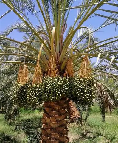 الزراعة تستعرض تقريرا حول أنشطة المعمل المركزي للنخيل خلال أغسطس الماضي
