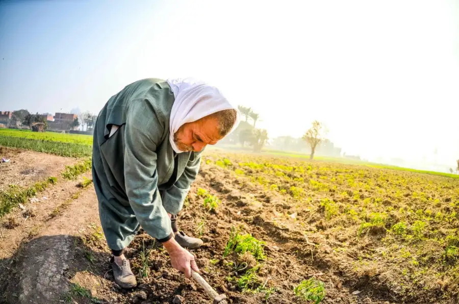 في عيده الـ70.. الحكومة: الفلاح شريك الدولة في مواجهة تحديات الأمن الغذائي