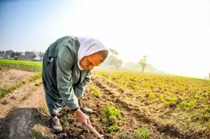 في عيده الـ70.. الحكومة: الفلاح شريك الدولة في مواجهة تحديات الأمن الغذائي