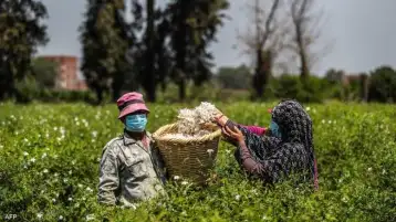 الزراعة: زيادة المساحة المنزرعة لـ5 ملايين فدان يهدف لتحقيق التنمية وإيجاد فرص عمل