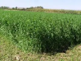 "مصر تونس للتنمية الزراعية" تطالب بحظر تصدير البرسيم الحجازي