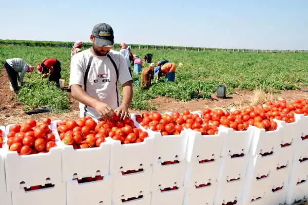 الزراعة تعلن 4.7 مليون طن من المنتجات الزراعية إجمالي صادراتنا حتى الآن