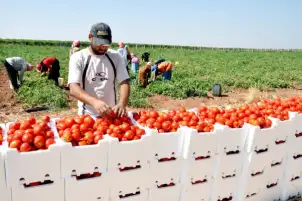 الزراعة تعلن 4.7 مليون طن من المنتجات الزراعية إجمالي صادراتنا حتى الآن